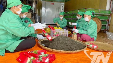 Làng nghề chè đổi mới, nâng tầm thương hiệu