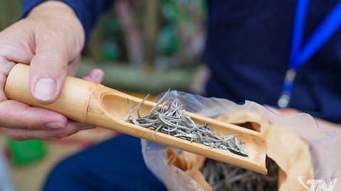 Bằng Phúc khoe hương danh trà, lan tỏa tinh hoa chè Thái Nguyên