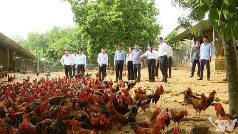 Lãnh đạo tỉnh thăm các mô hình kinh tế tiêu biểu tại xã Tân Khánh và Tân Thành