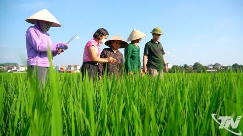 Đa dạng sản phẩm từ gạo địa phương