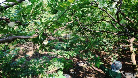 Thái Nguyên được mùa cây ăn quả