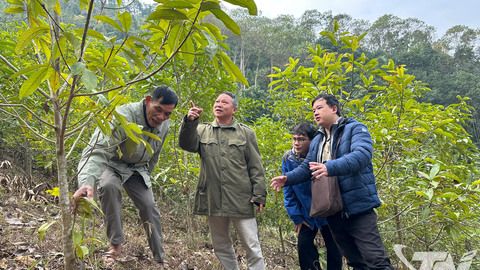 Chứng chỉ FSC - 'cú hích' nâng cao giá trị rừng trồng