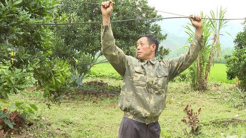 Sáng tạo để nâng cao giá trị cây trồng