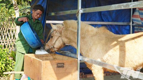 Bảo vệ cây trồng, vật nuôi trong giá rét