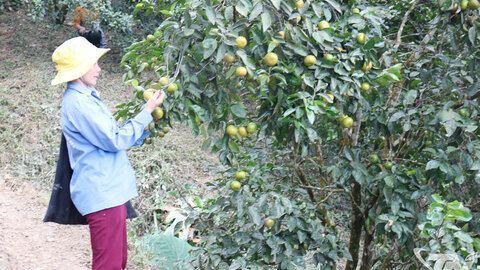 OCOP phát huy chỉ dẫn địa lý, nhãn hiệu tập thể