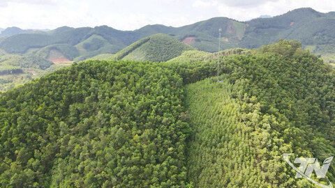 Kinh tế rừng - Trụ cột xanh