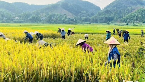 Chuyện ở xã vạn dân