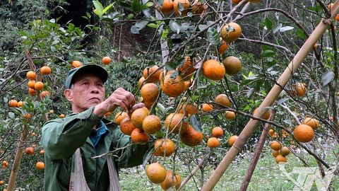 Rộn ràng mùa cam, quýt Tết