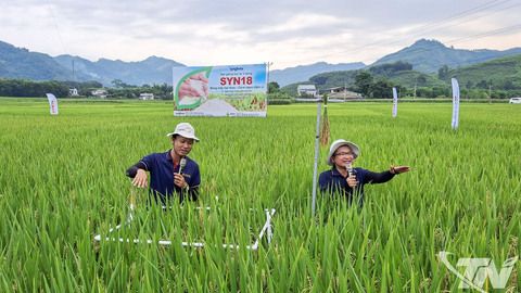 Mở rộng sản xuất lúa chất lượng cao