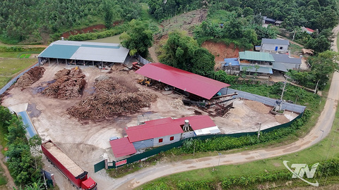 Lam Vỹ tạo sinh kế ổn định từ rừng