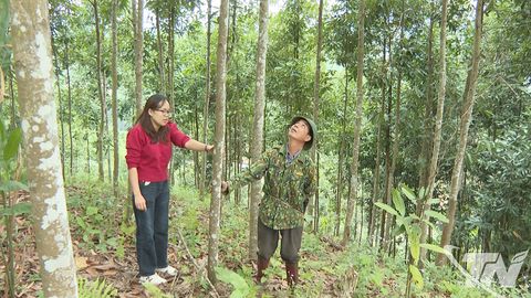 Vươn lên nhờ rừng