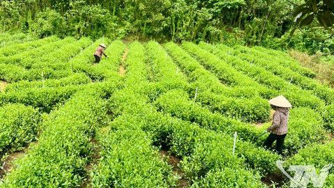 Thái Nguyên có 54 chuỗi sản phẩm chè an toàn