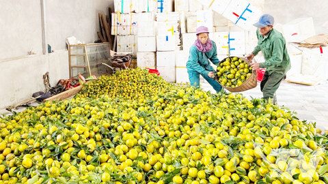 Ngọt lành vị quả, ấm no lòng người