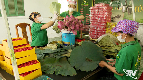 Vạn Phú phát triển chè hữu cơ bền vững