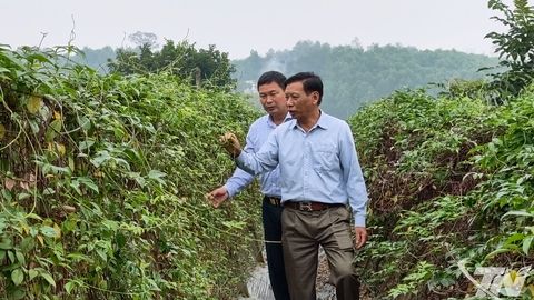 Sâm nam núi Dành bén rễ trên đất Tân Thành