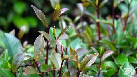 Khe Cốc - vùng chè đặc biệt giữa núi đồi Vô Tranh