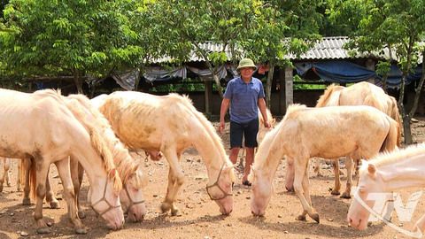Khai thác tiềm năng chăn nuôi ngựa bạch