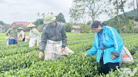 Vươn lên nhờ nguồn vốn ưu đãi