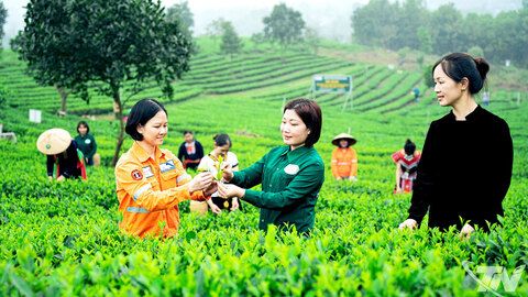 Chè hoa - Hương của nắng, vị của tâm