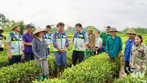 Khôi phục diện tích chè bị ngập úng