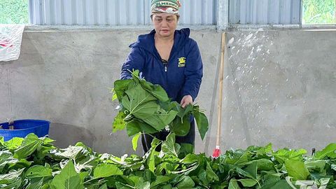 Nuôi tằm - hướng giảm nghèo cho nông dân Bằng Thành