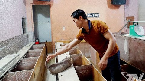 Hướng đi mới hiệu quả từ nuôi dúi rừng