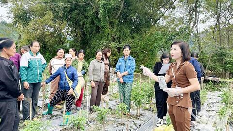 Hỗ trợ nông dân phục hồi sản xuất