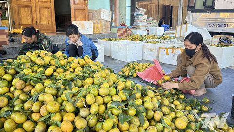 Mở hướng phát triển kinh tế ở vùng khó