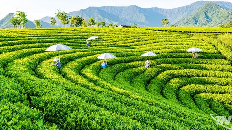 Mở không gian phát triển mới cho ngành chè