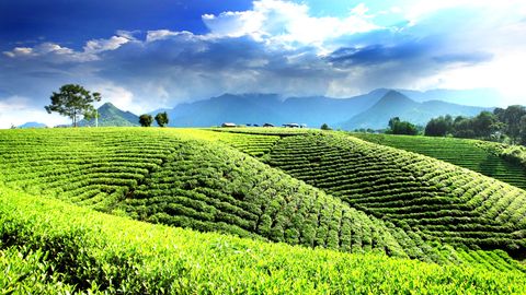 Xuân về trên những lá chè xanh