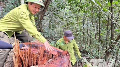 Xử lý nghiêm việc chặt hạ gỗ nghiến trái phép tại Vườn Quốc gia Ba Bể