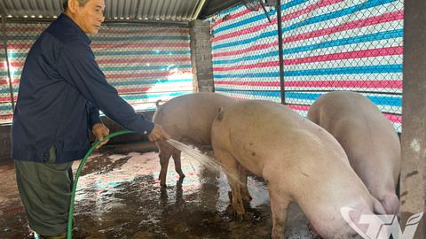 Tăng cường phòng dịch bệnh cho vật nuôi dịp cuối năm