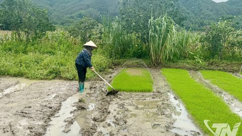 Cung ứng trên 54 nghìn tấn giống lúa phục vụ sản xuất