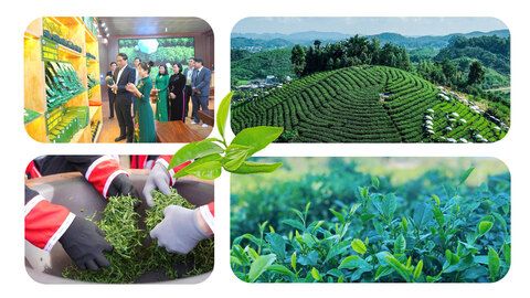 Trà Thái Nguyên lan tỏa bản sắc trong hội nhập