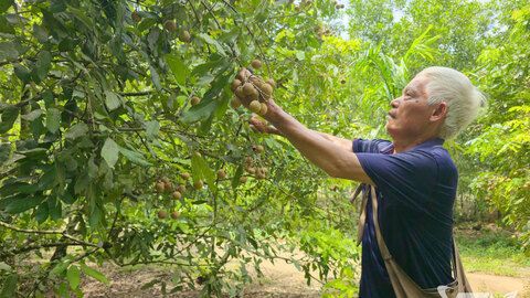 Thái Nguyên: Nhãn được mùa mất giá