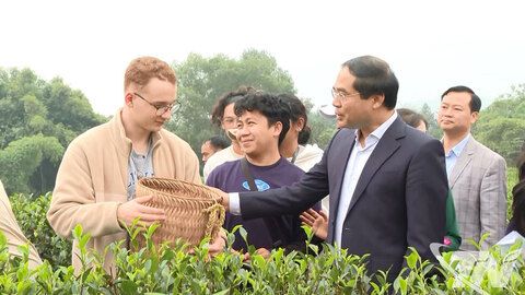 Bí thư Tỉnh ủy Thái Nguyên cùng du khách trải nghiệm hái chè tại Tân Cương