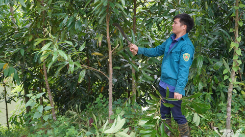 Xã Lam Vỹ phát triển diện tích trồng quế