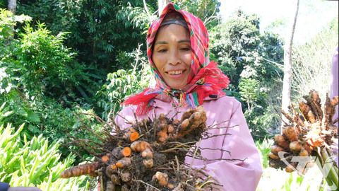 Tinh nghệ Bắc Kạn vươn tầm chất lượng quốc gia