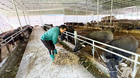 “Điểm tựa” phát triển chăn nuôi ở Nghiên Loan