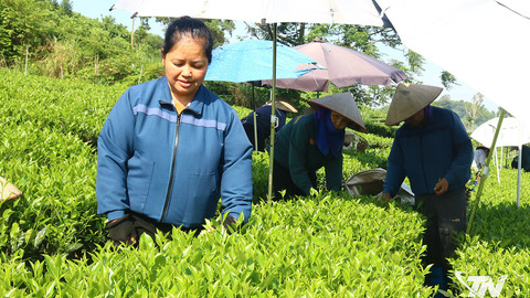 Thoát nghèo nhờ cây chè
