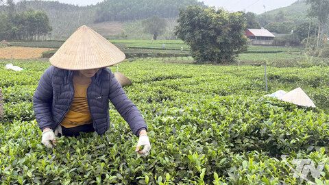 550ha cây trồng được cấp mới, cấp lại giấy chứng nhận VietGAP