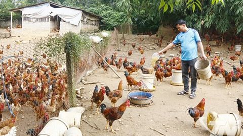 Nhanh chóng ổn định sản xuất nông nghiệp