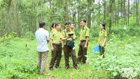 Đảm bảo an toàn khi xử lý thực bì rừng