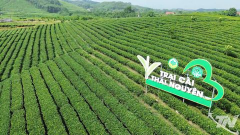 Liên kết tour sinh thái vùng chè, gia tăng sức hút của du lịch Thái Nguyên