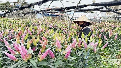 Phấn đấu giá trị sản phẩm trên đất trồng trọt đạt 126 triệu đồng/ha