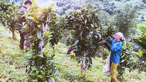 Mở rộng diện tích sản xuất nông nghiệp đạt chuẩn VietGAP