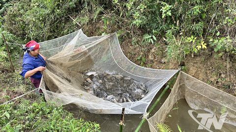 ​​​​​​​Thu hoạch cá ruộng vùng cao