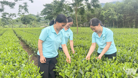 Gần người tiêu dùng bằng sản phẩm chè sạch