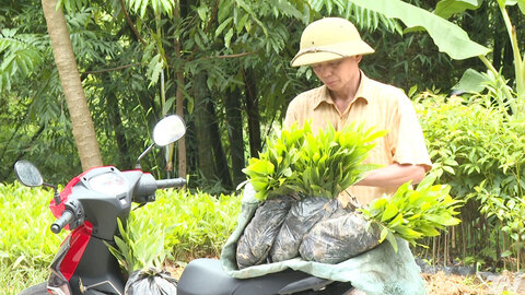 Cung ứng 110.000 cây giống phục vụ sản xuất