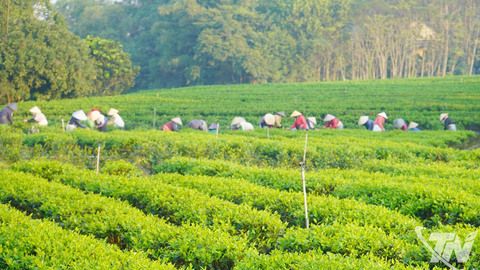 Thái Nguyên: 33 mã vùng trồng đạt tiêu chuẩn xuất khẩu